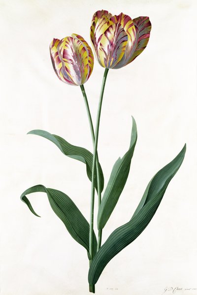 Tulpe Tulpe von Georg Dionysius Ehret